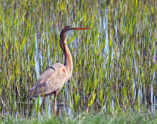 Purple heron (image © Razvan Zinica / dreamstime.com)