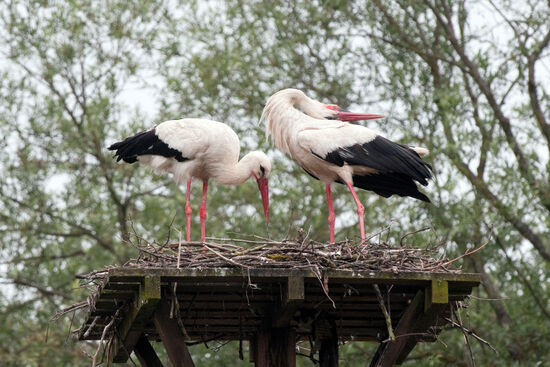 White storks (Ciconia ciconia) in the village of Čigoć, Lonjsko polje nature park, Croatia (photo © Rudolf Abraham).